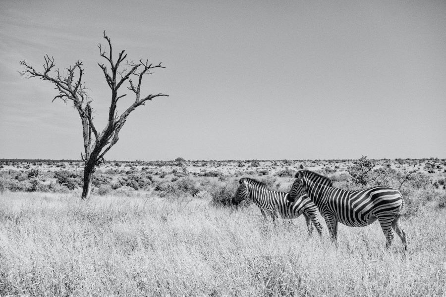 black and white photography - tone